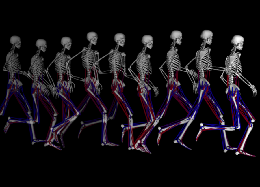 Musculoskeletal system in OpenSim